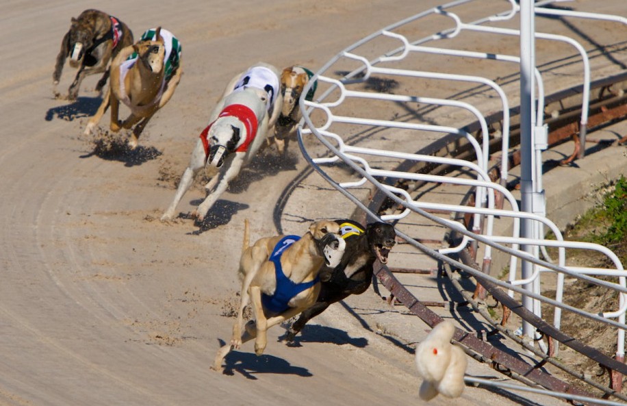 greyhound-racing